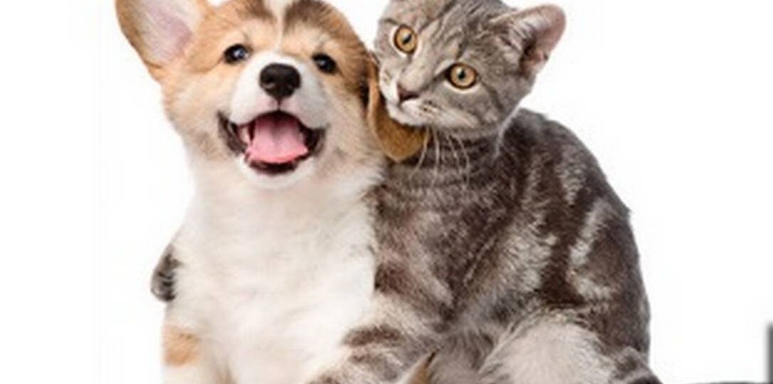 Cuidado Natural para Pets